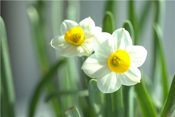 水仙花