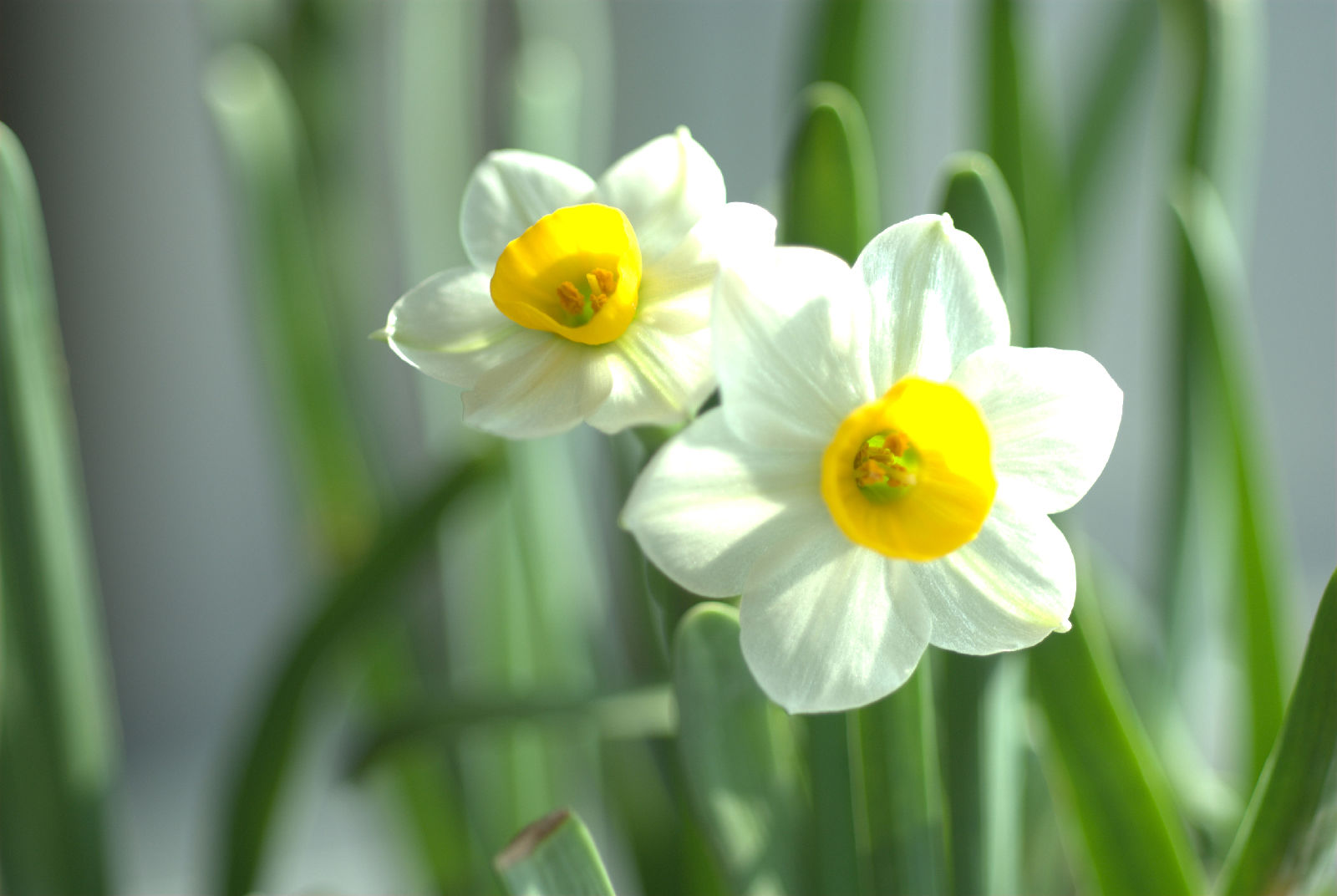 水仙花